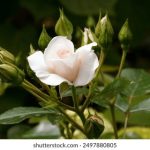 轻松获取送体验金19可提款,畅享无风险娱乐体验 4jbgg