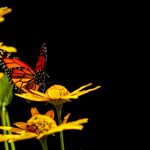 探索新未来娱乐app下载:畅享无限精彩与乐趣 dj0vo3pffm